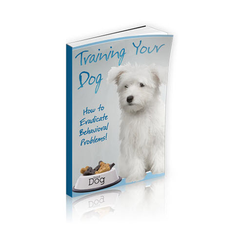 Training Your Dog